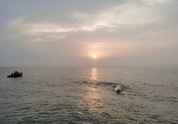 搁浅鲸鱼为什么救不活