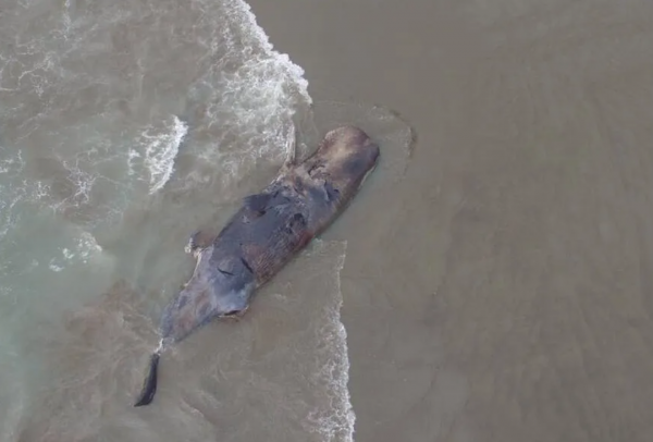 搁浅鲸鱼为什么救不活