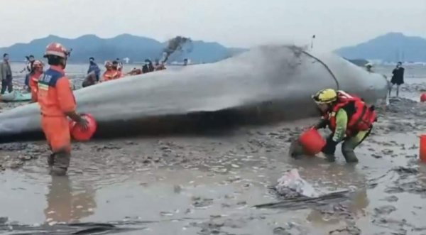 搁浅鲸鱼为什么救不活