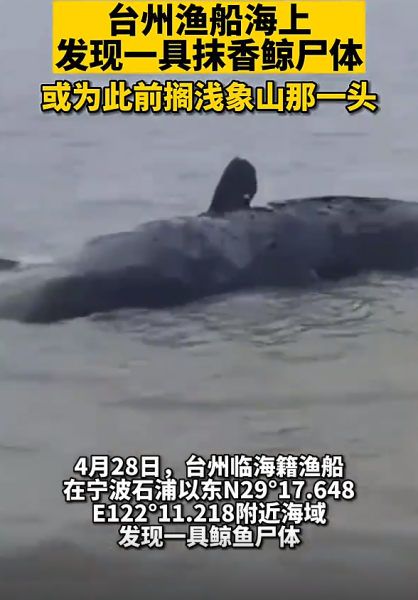 搁浅鲸鱼为什么救不活