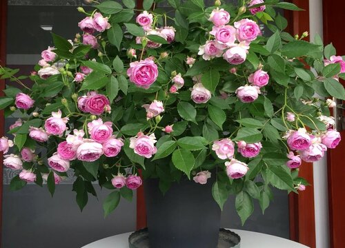 玛姬婶月季的缺点介绍