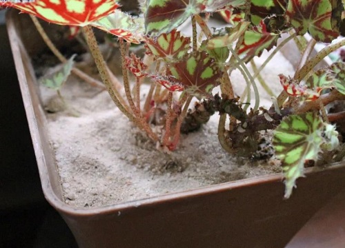 卧室好多小飞虫黑色的怎么消除