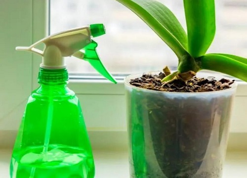 卧室好多小飞虫黑色的怎么消除