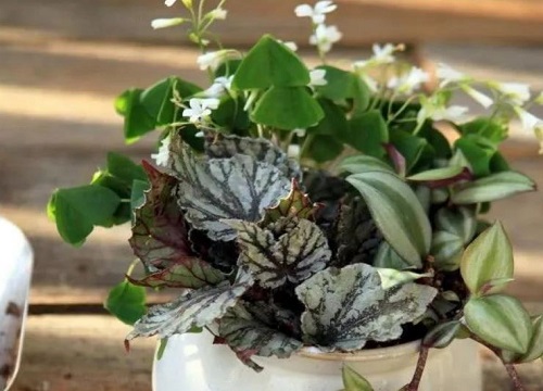 卧室好多小飞虫黑色的怎么消除