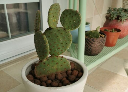 仙人掌养护需要注意哪些小细节