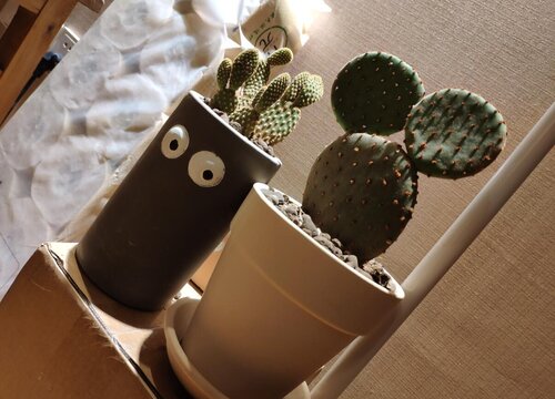 仙人掌养护需要注意哪些小细节