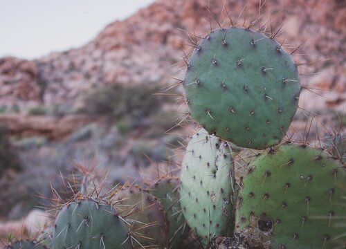 仙人掌养护需要注意哪些小细节