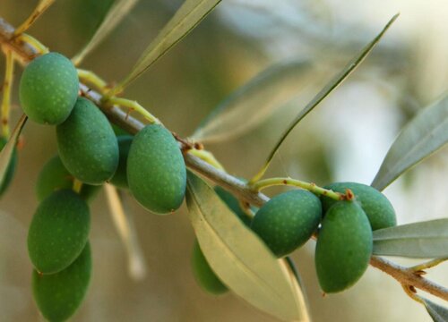 榄仁叶是什么树的叶子