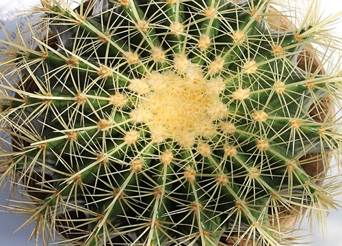 仙人球几点开花时间 什么时候开花