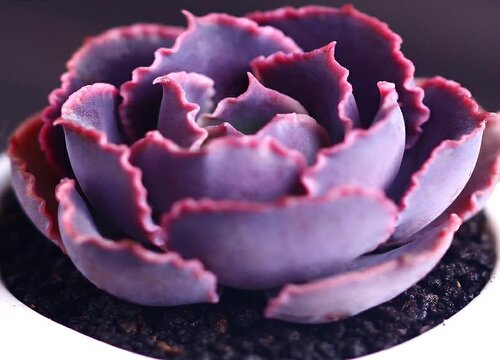 多肉可以浇啤酒水吗