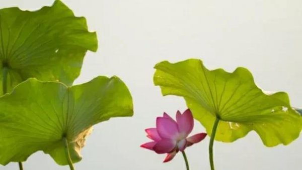 六月不搬家是什么意思