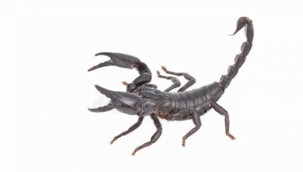 sco是天蝎座的意思吗