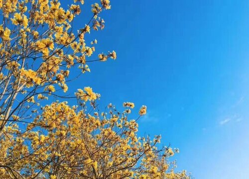 金风铃花怎么修剪