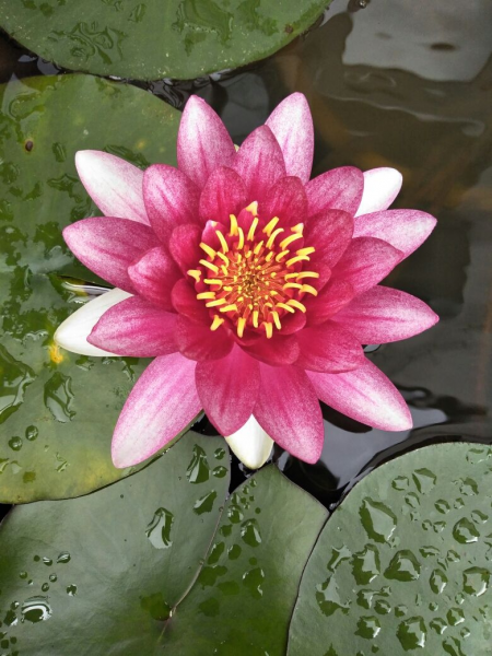 喜欢花花草草的女人是什么样的人