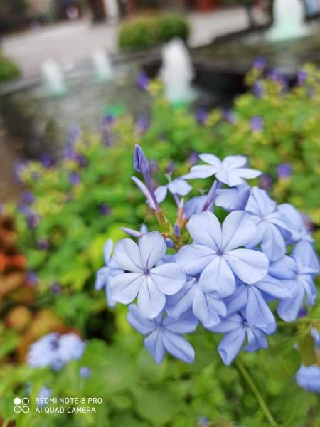 喜欢花花草草的女人是什么样的人