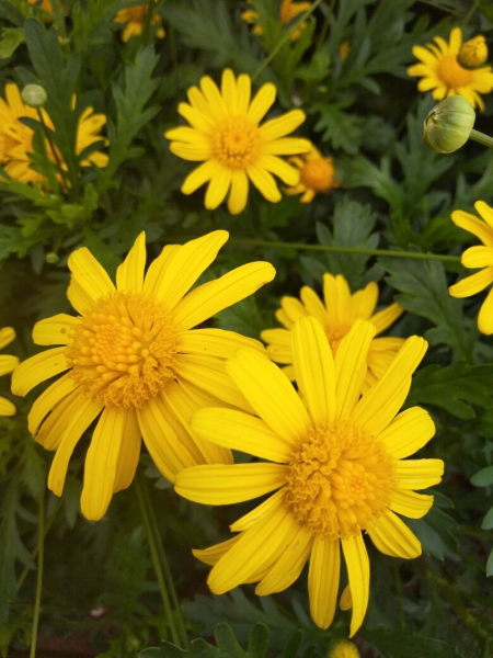 喜欢花花草草的女人是什么样的人