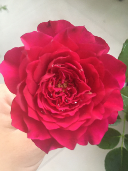 喜欢花花草草的女人是什么样的人