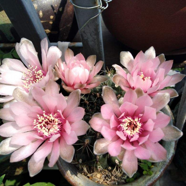 喜欢花花草草的女人是什么样的人