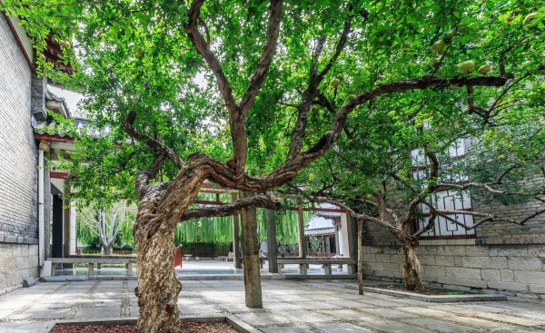 家庭院内栽什么果树最好