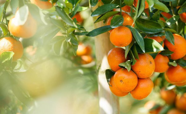 家庭院内栽什么果树最好