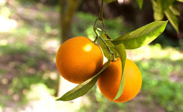 家庭院内栽什么果树最好