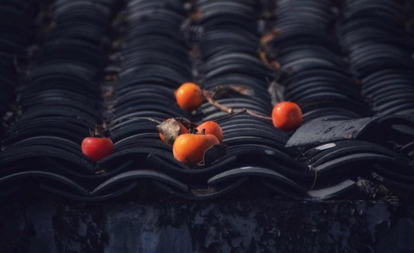 家庭院内栽什么果树最好