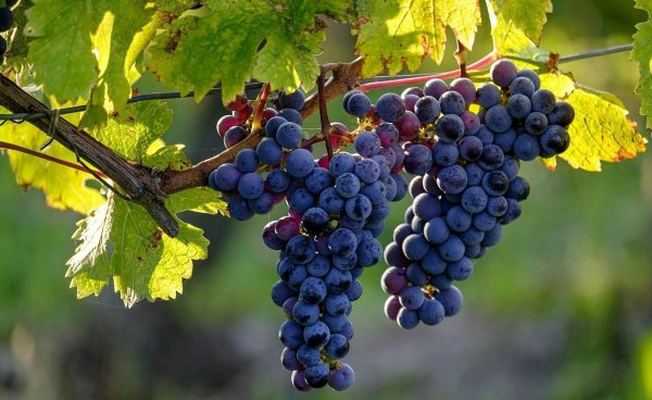 家庭院内栽什么果树最好