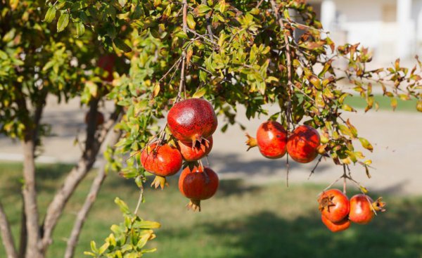 家庭院内栽什么果树最好