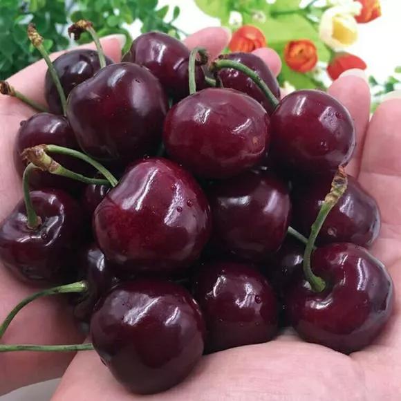 美早大樱桃最佳授粉树是什么品种