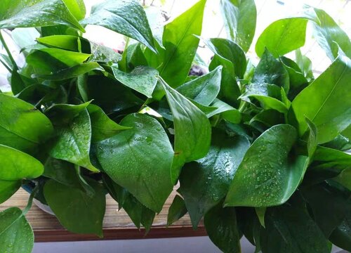 绿萝适合家里养吗