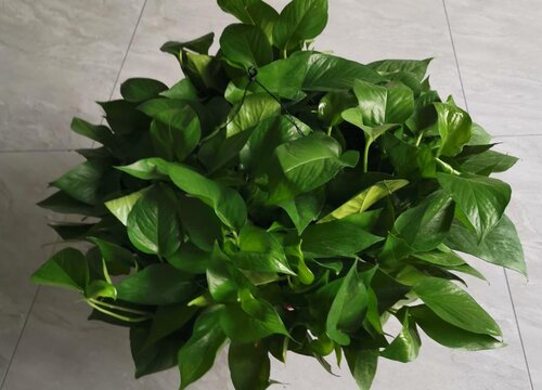 绿萝适合家里养吗