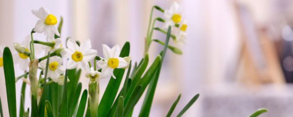 过年家里摆什么花合适