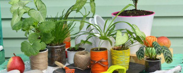 日本姬竹养殖方法