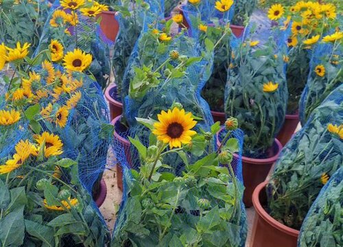 向日葵多久成熟