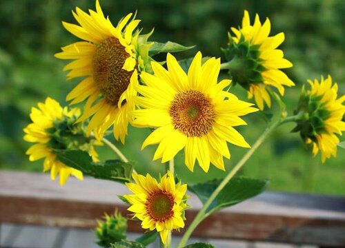 向日葵多久成熟