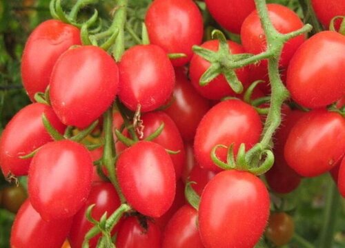 千禧果亩产量多少斤