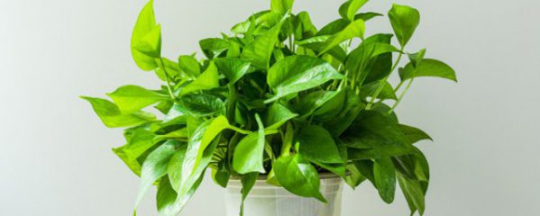 水养绿罗怎么养才能更旺盛