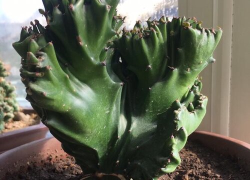 麒麟花腐烂的原因及治疗方法