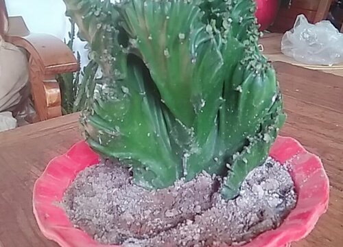 麒麟花腐烂的原因及治疗方法