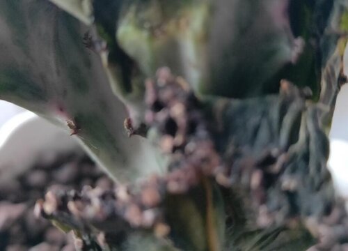 麒麟花腐烂的原因及治疗方法