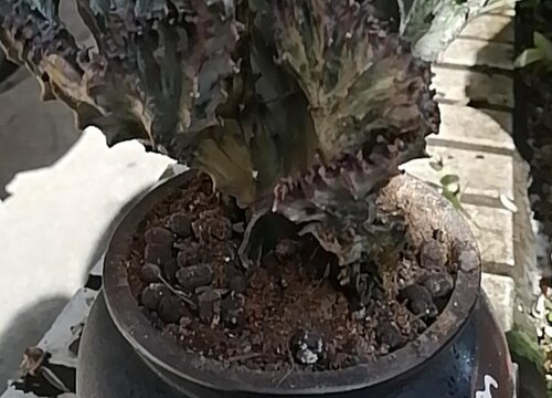 麒麟花腐烂的原因及治疗方法