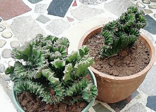 麒麟花腐烂的原因及治疗方法