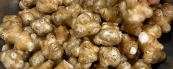 洋姜适合什么季节播种