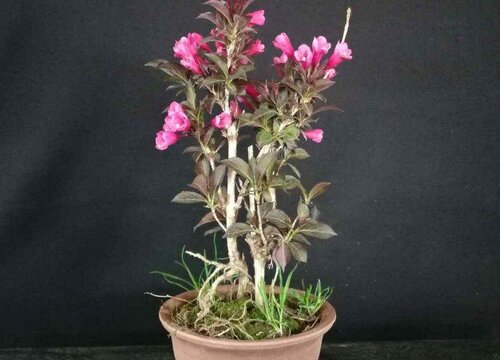 五彩锦带树冬天落叶吗