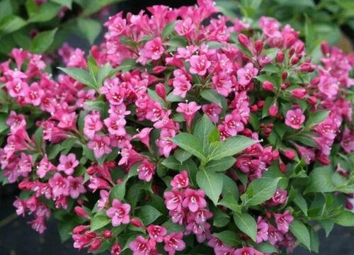 五彩锦带树冬天落叶吗