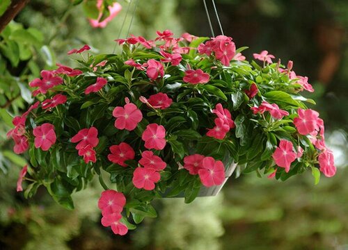长春花哪个品种好