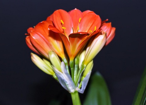 君子兰小苗与成苗用肥的区别