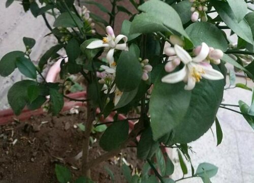 柠檬长新芽后如何养护枝多花多