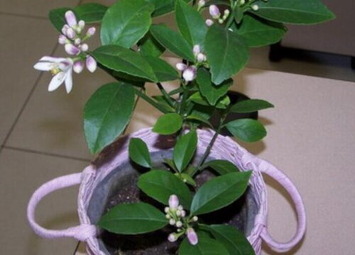 柠檬长新芽后如何养护枝多花多