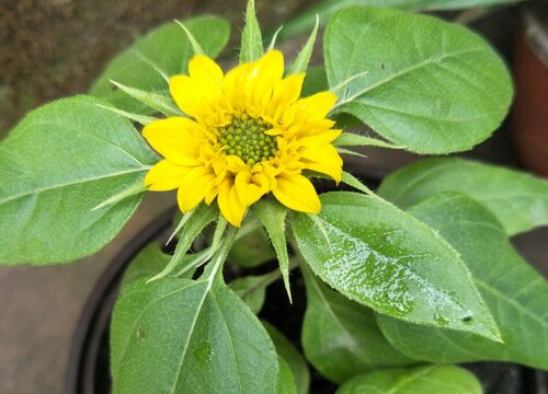 向日葵一盆种几株好